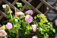 Blumen auf der Terrasse